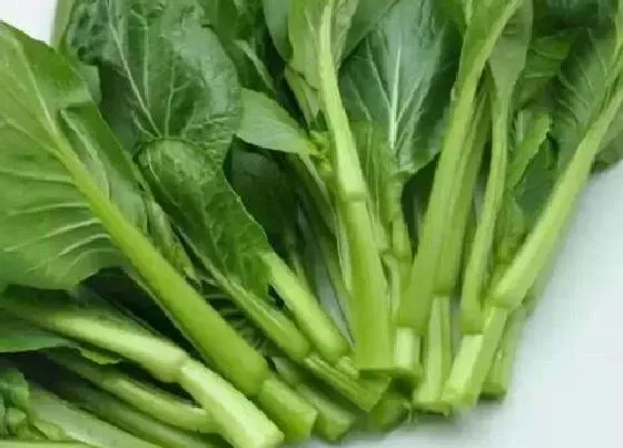 植物百科|菜苔和菜心的区别（蔬菜菜苔和菜心是同一样东西吗）