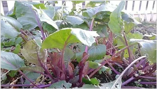 红菜苔种植时间和方法 | 养殖技术