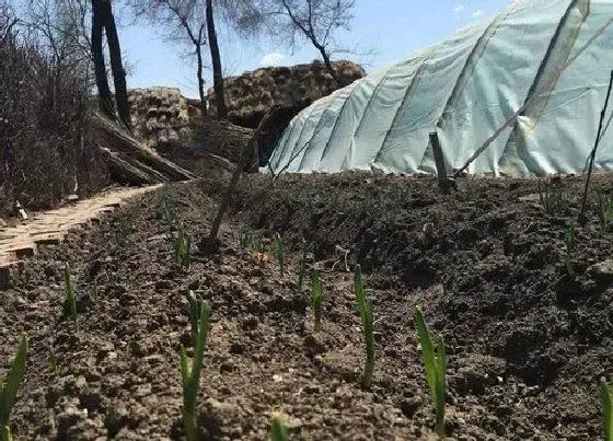 种植方法|大葱种子的种植方法和时间 什么时候种最合适