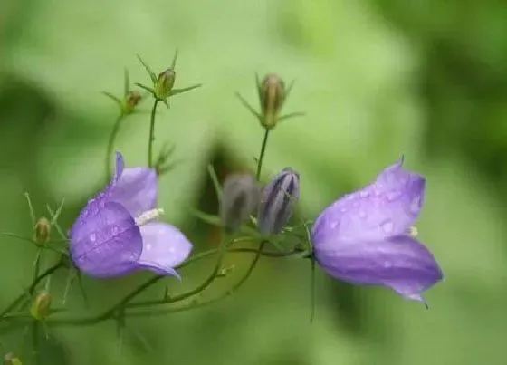 花语|代表爱情结束的花图片 什么花的花语是结束爱情