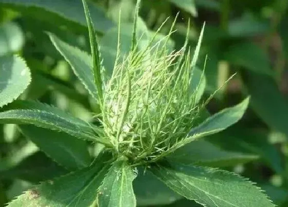 生长环境|苍术适合什么地方种植