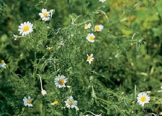 烂根|菊花没根能活吗