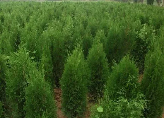 花语|侧柏的花语是什么 开花代表的花语和寓意