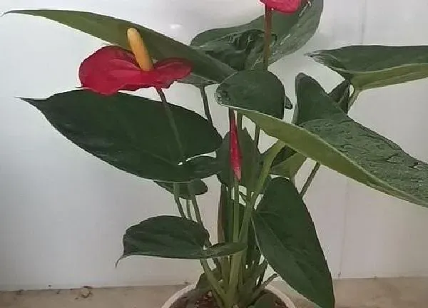 植物浇水|红掌可以浇啤酒水吗