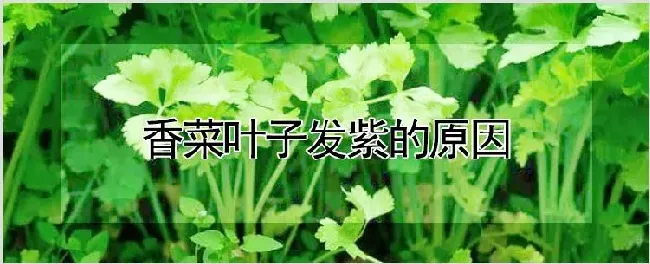 香菜叶子发紫的原因 | 自然知识