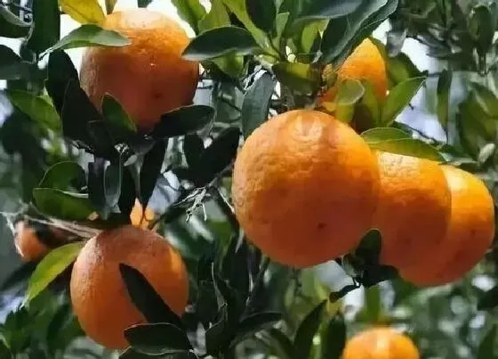 果实成熟|芦柑采摘时间和收获季节