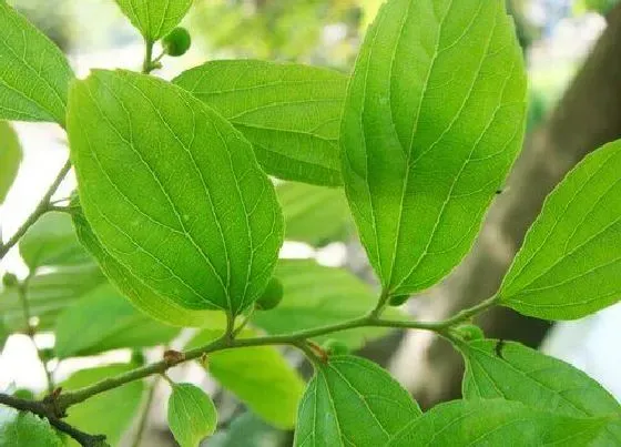 植物百科|朴树又叫什么树