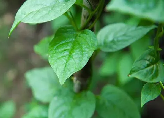 种植方法|汤菜种植时间和方法