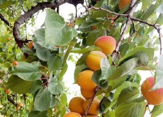 种植位置|门前可以种杏树吗