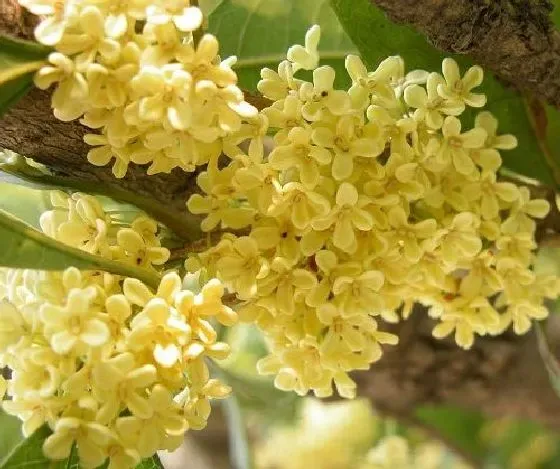 吸甲醛|桂花可以净化空气吗 有吸甲醛的作用吗