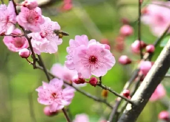 植物寓意|美人梅的寓意和象征意义（美人梅的花语是什么含义）