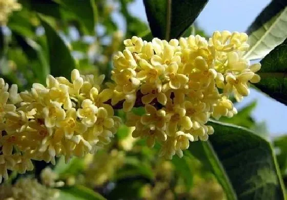 吸甲醛|桂花可以净化空气吗 有吸甲醛的作用吗