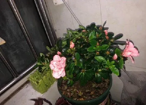 养殖科普|杜鹃花用什么盆栽好