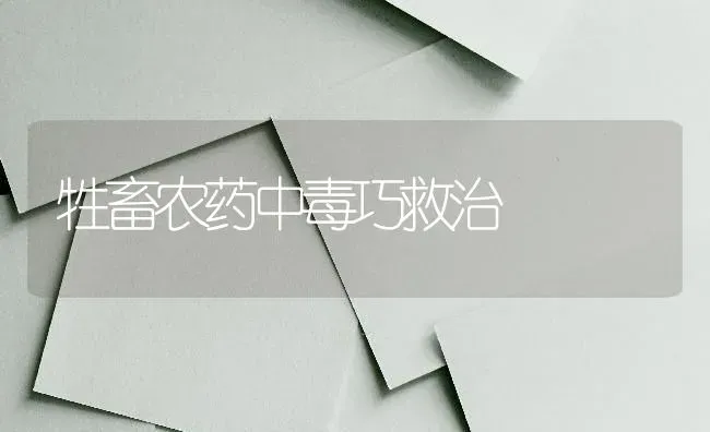 如何种植姜 | 植物种植百科