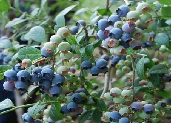 种植管理|蓝莓籽可以种吗