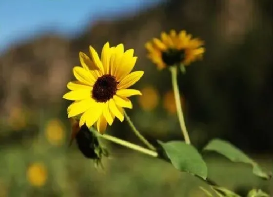 花朵诊疗|向日葵怎么快速开花