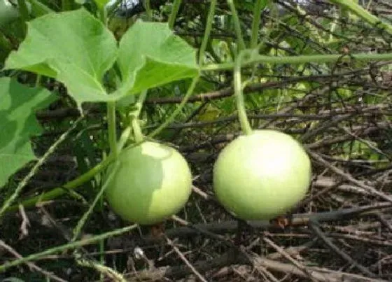 植物施肥|葫芦浇什么肥料合适