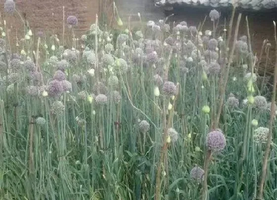 植物百科|唐印开花吗 开花什么样子