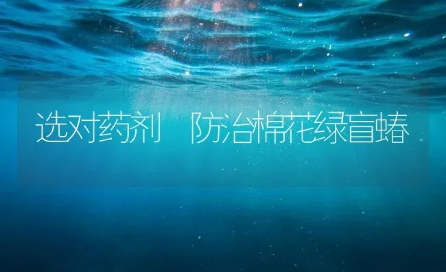 选对药剂　防治棉花绿盲蝽 | 粮油作物种植