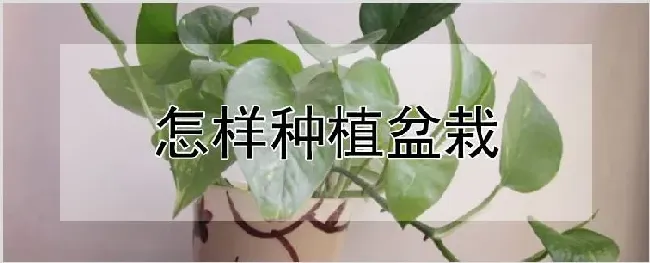 怎样种植盆栽 | 农业技术