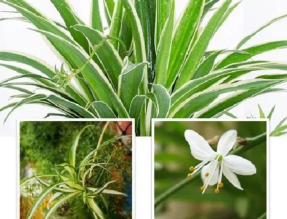 植物百科|吊兰会开花吗 开花的颜色与样子