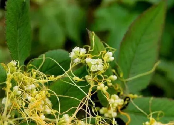 植物种类|菟丝子是植物吗 属于一年生寄生植物