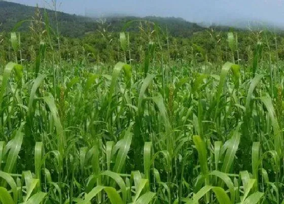 植物百科|高丹草是多年生吗