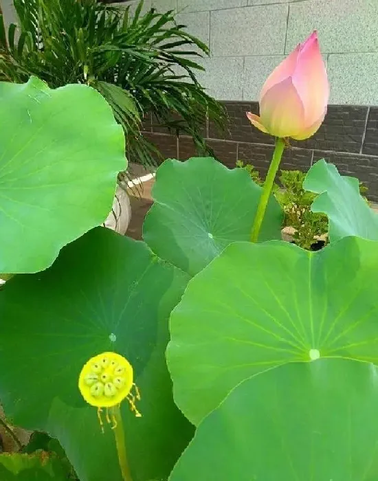 养殖方法|盆栽荷花的栽培方法（家养荷花怎么种植的方法与步骤）