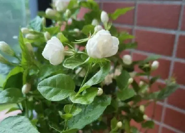 植物浇水|可乐可以浇茉莉吗