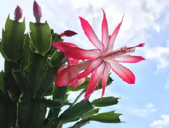 植物扦插|蟹爪兰的扦插繁殖方法和时间（蟹爪兰最佳扦插时期）