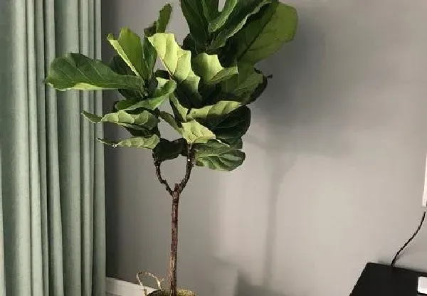 植物移栽|琴叶榕要多久服盆 一般多长时间服盆