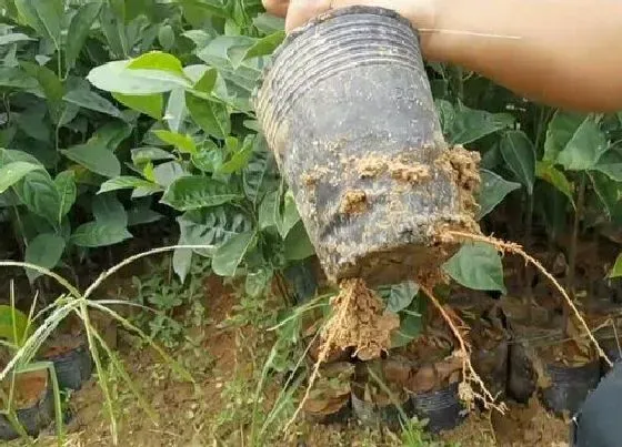 根部|菠萝蜜根系发达吗