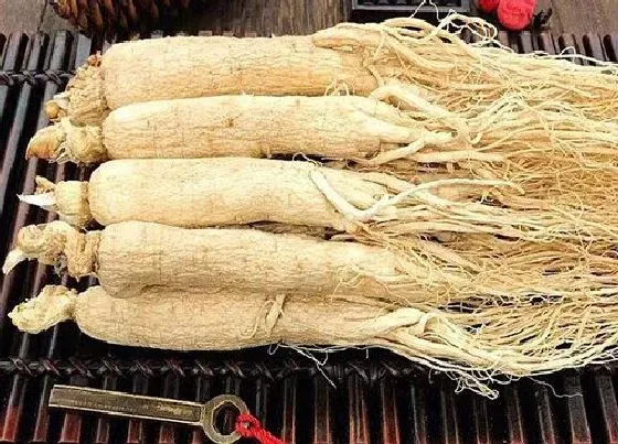 种植管理|人参几月份种合适