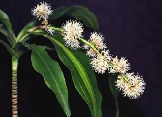 植物毒性|巴西木开花有毒吗 无毒但会产生花粉