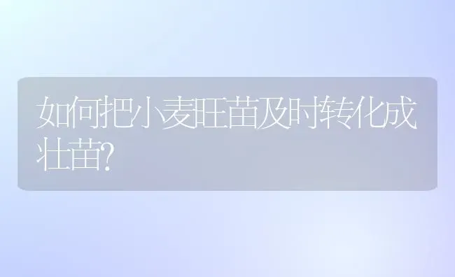 如何把小麦旺苗及时转化成壮苗？ | 粮油作物种植