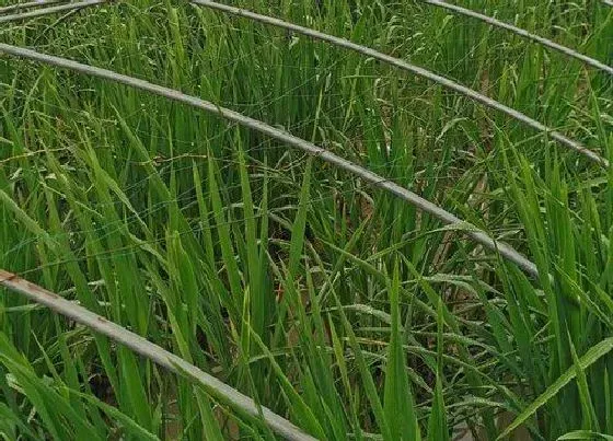 种植方法|茭白种植时间和方法 适合什么季节种植