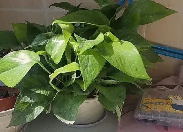 植物浇水|绿萝要多久浇一次水