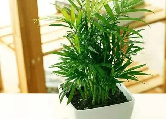 植物施肥|袖珍椰子浇什么肥料合适