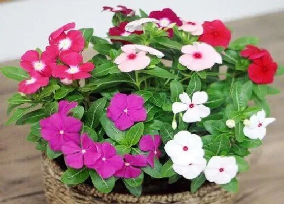 冬天植物|长春花耐寒多少度 长春花的最低过冬温度