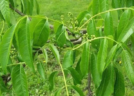 植物种类|黄柏是保护植物吗