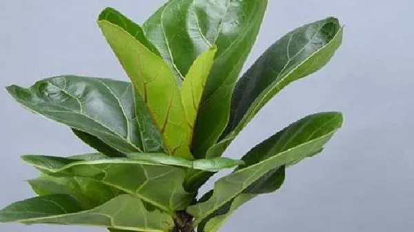 植物移栽|琴叶榕要多久服盆 一般多长时间服盆