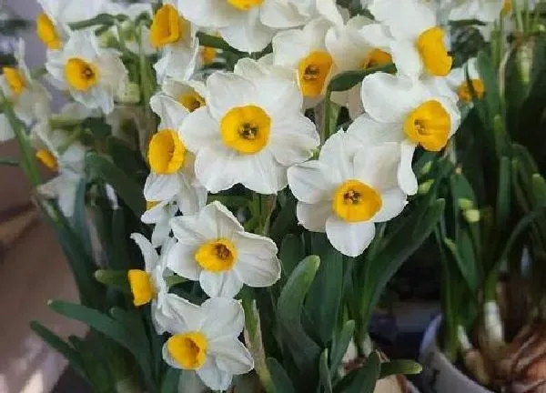 植物浇水|水仙花多久浇一次水