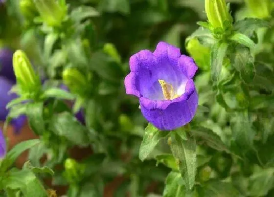 颜色花|风铃花是什么颜色的