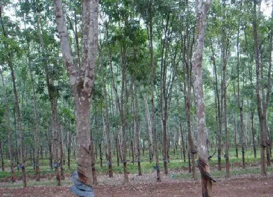 种植管理|橡胶树的生长周期是多长时间