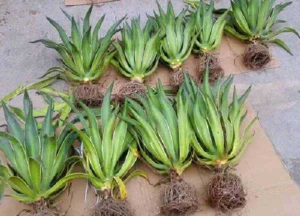 植物生根|金边龙舌兰怎么修根
