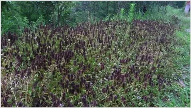 夏枯草的育苗技术早知道 | 种植资料