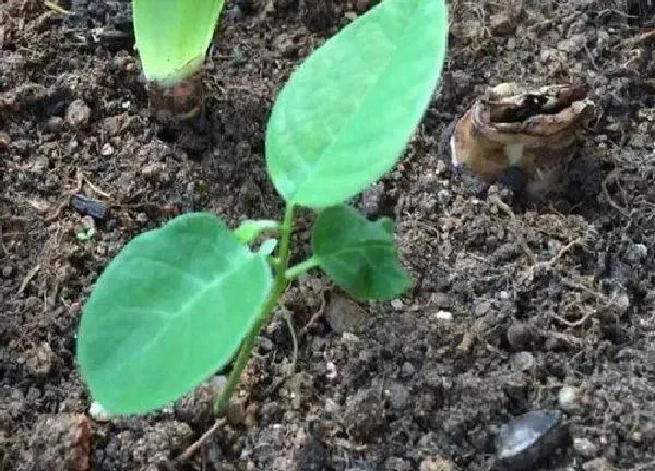 植物发芽|菊花什么时候发芽长叶