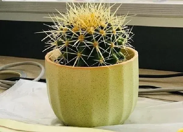 植物浇水|仙人球夏天多久浇一次水