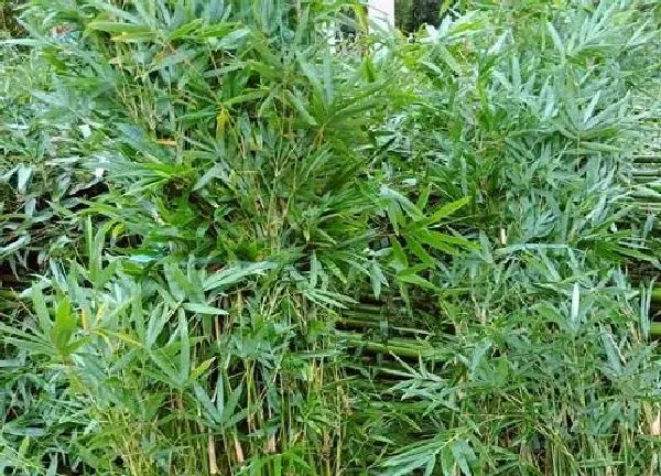 植物移栽|竹子移栽时间和方法 移栽最佳时间（易成活）