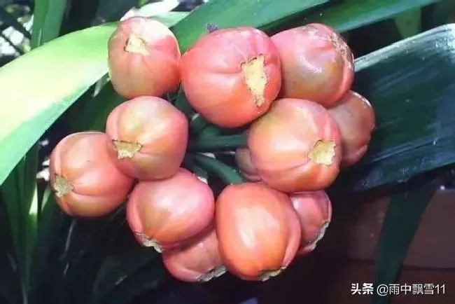 植物播种|君子兰种子多长时间才能发芽出苗，君子兰种子种植方法）